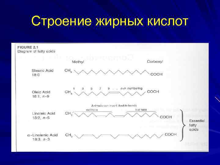 Строение жирных кислот 