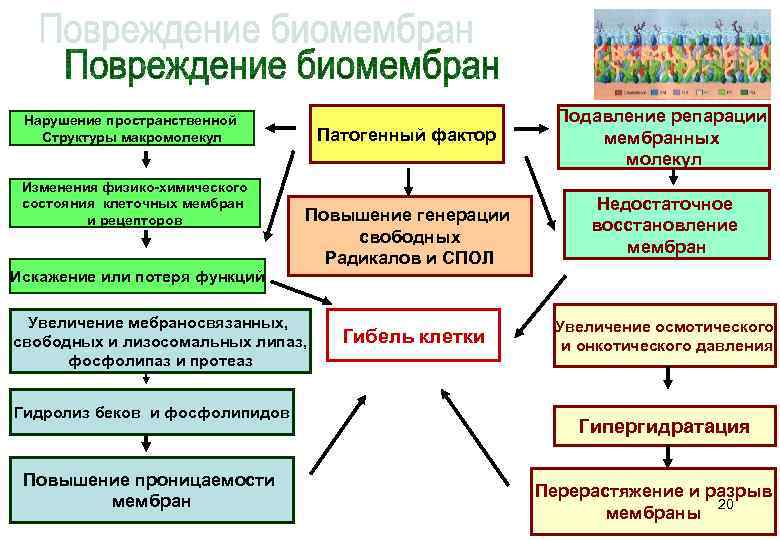 Нарушение пространственной Структуры макромолекул Изменения физико-химического состояния клеточных мембран и рецепторов Искажение или потеря