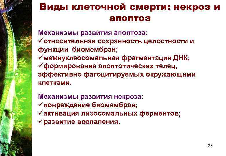 Виды клеточной смерти: некроз и апоптоз Механизмы развития апоптоза: üотносительная сохранность целостности и функции