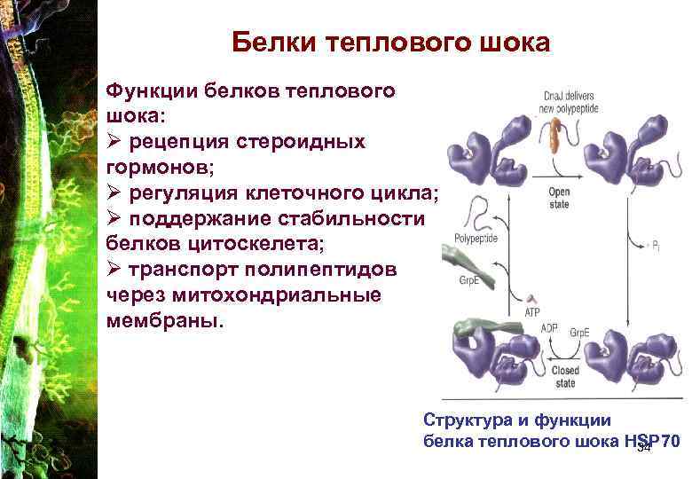 Белки теплового шока Функции белков теплового шока: Ø рецепция стероидных гормонов; Ø регуляция клеточного