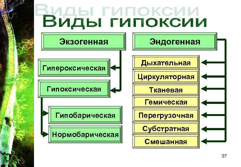 Экзогенная Гипероксическая Эндогенная Дыхательная Циркуляторная Гипоксическая Тканевая Гемическая Гипобарическая Нормобарическая Перегрузочная Субстратная Смешанная 37