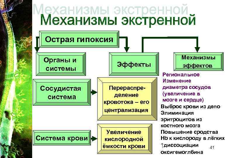 Острая гипоксия Органы и системы Сосудистая система Система крови Эффекты Перераспределение кровотока – его