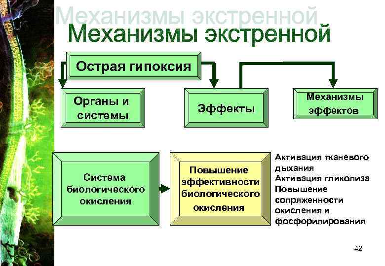 Острая гипоксия Органы и системы Система биологического окисления Эффекты Повышение эффективности биологического окисления Механизмы