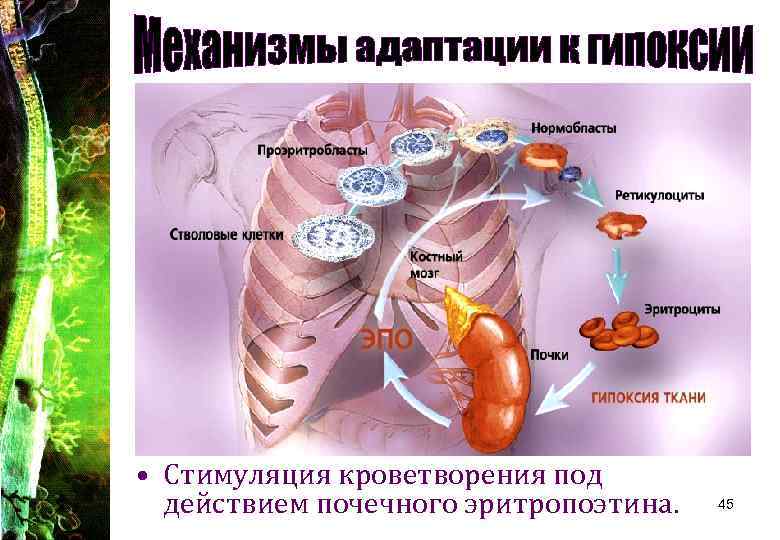 Гипоксия презентация картинки