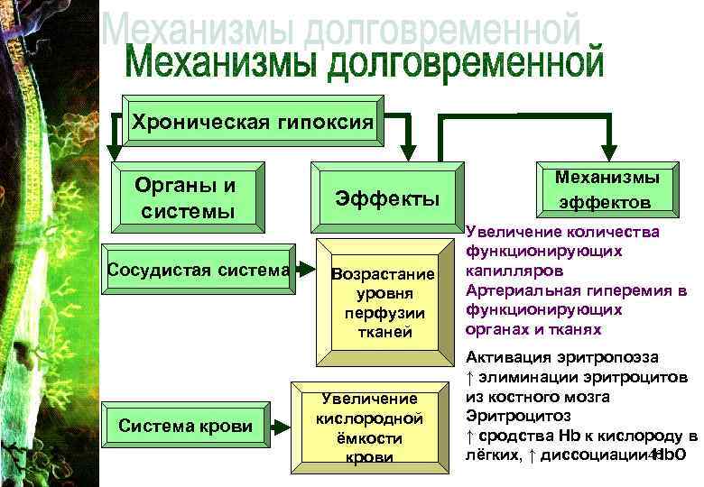 Хроническая гипоксия Органы и системы Сосудистая система Система крови Эффекты Возрастание уровня перфузии тканей