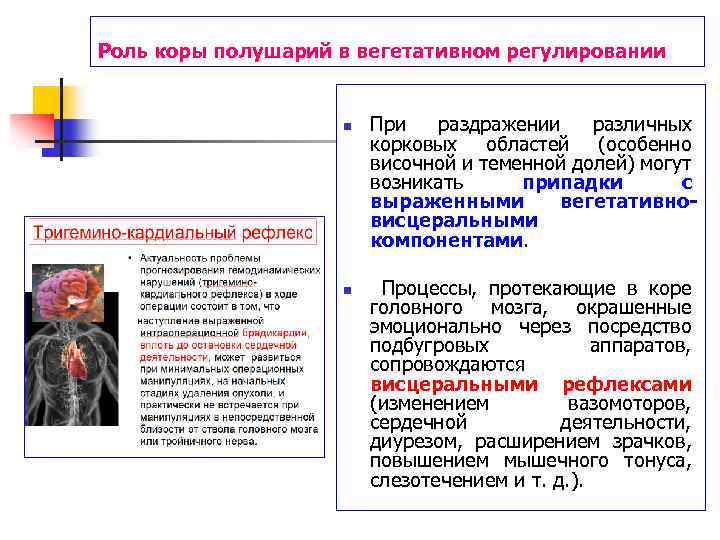 Роль коры полушарий в вегетативном регулировании n n При раздражении различных корковых областей (особенно