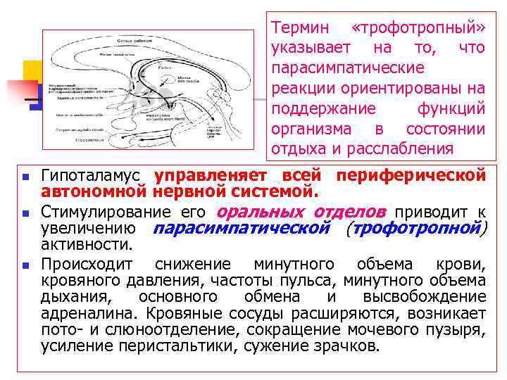 Термин «трофотропный» указывает на то, что парасимпатические реакции ориентированы на поддержание функций организма в