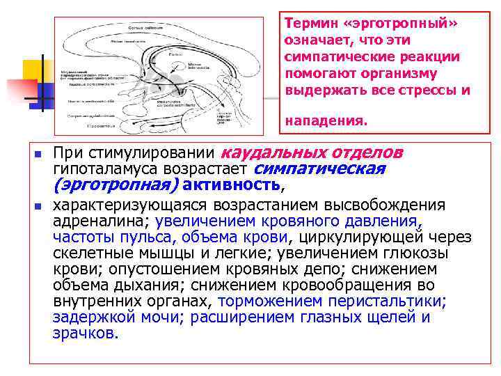 Термин «эрготропный» означает, что эти симпатические реакции помогают организму выдержать все стрессы и нападения.