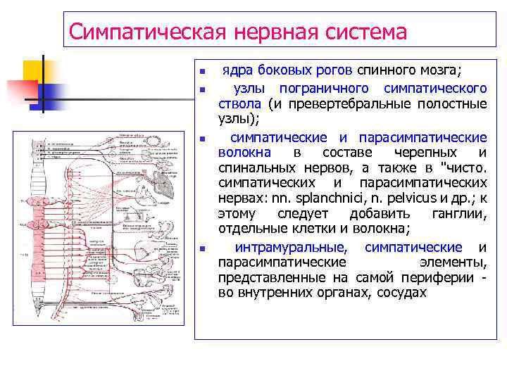 Симпатическая нервная система n n ядра боковых рогов спинного мозга; узлы пограничного симпатического ствола