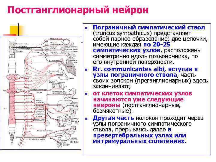Постганглионарный нейрон n n Пограничный симпатический ствол (truncus sympathicus) представляет собой парное образование; две