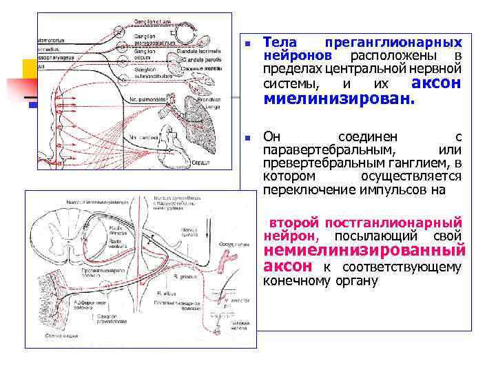 n Тела преганглионарных нейронов расположены в пределах центральной нервной системы, и их аксон миелинизирован.