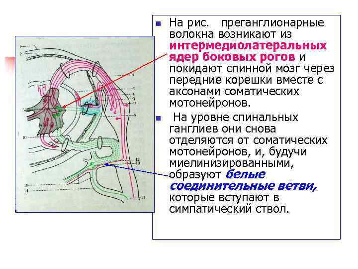 n n На рис. преганглионарные волокна возникают из интермедиолатеральных ядер боковых рогов и покидают