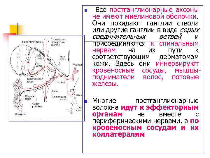 n n Все постганглионарные аксоны не имеют миелиновой оболочки. Они покидают ганглии ствола или