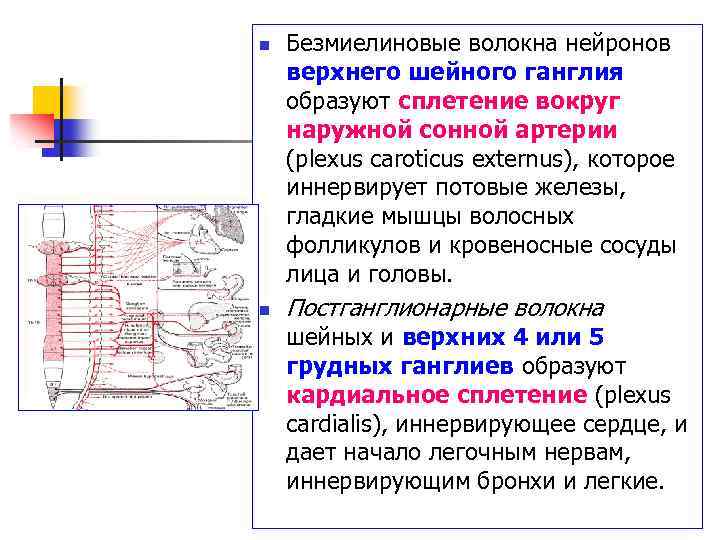 n n Безмиелиновые волокна нейронов верхнего шейного ганглия образуют сплетение вокруг наружной сонной артерии