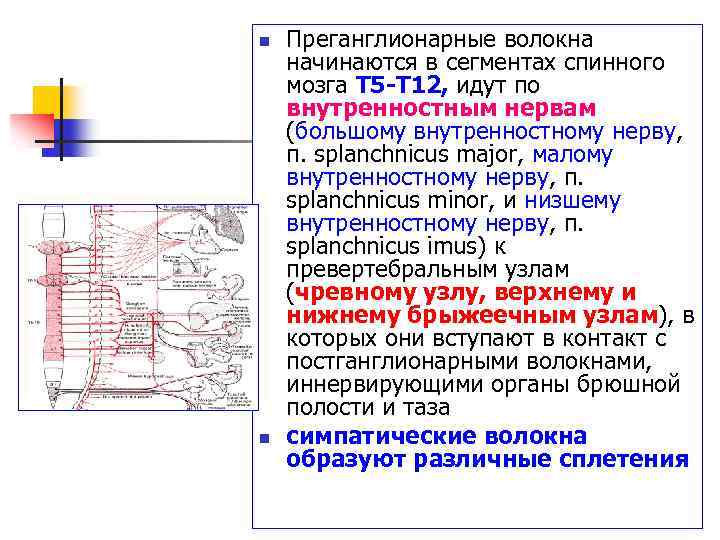 n n Преганглионарные волокна начинаются в сегментах спинного мозга Т 5 -Т 12, идут
