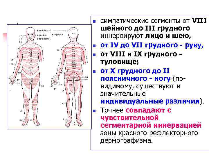 n n n симпатические сегменты от VIII шейного до III грудного иннервируют лицо и
