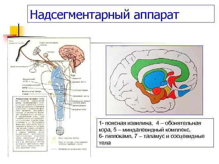 Надсегментарный аппарат 1 - поясная извилина, 4 – обонятельная кора, 5 – миндалевидный комплекс,