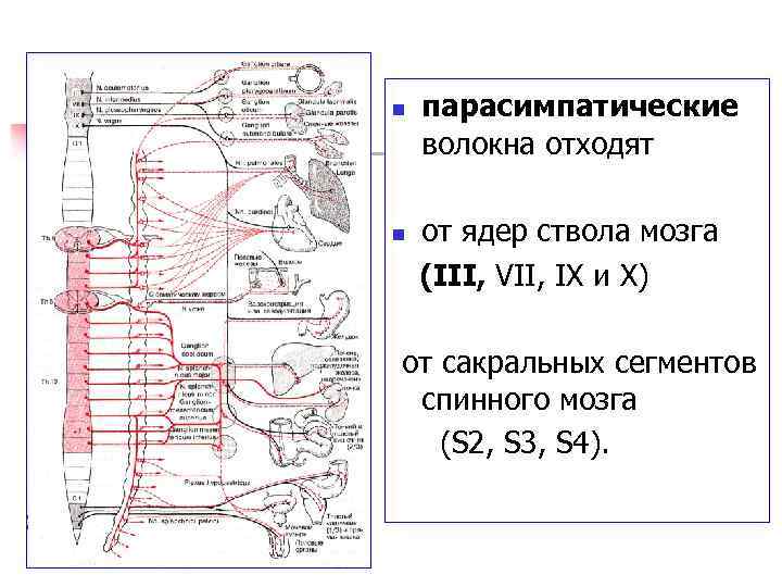 n n парасимпатические волокна отходят от ядер ствола мозга (III, VII, IX и X)