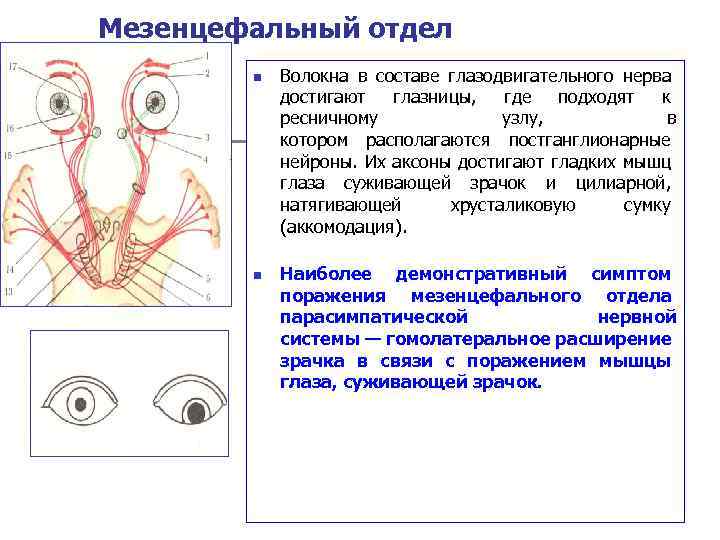 Презентация глазодвигательный нерв