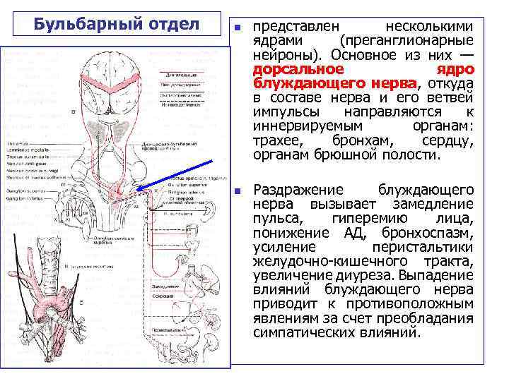 Бульбарный отдел n n представлен несколькими ядрами (преганглионарные нейроны). Основное из них — дорсальное