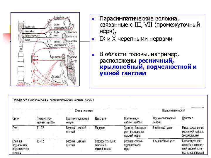 n n n Парасимпатические волокна, связанные с III, VII (промежуточный нерв), IX и X