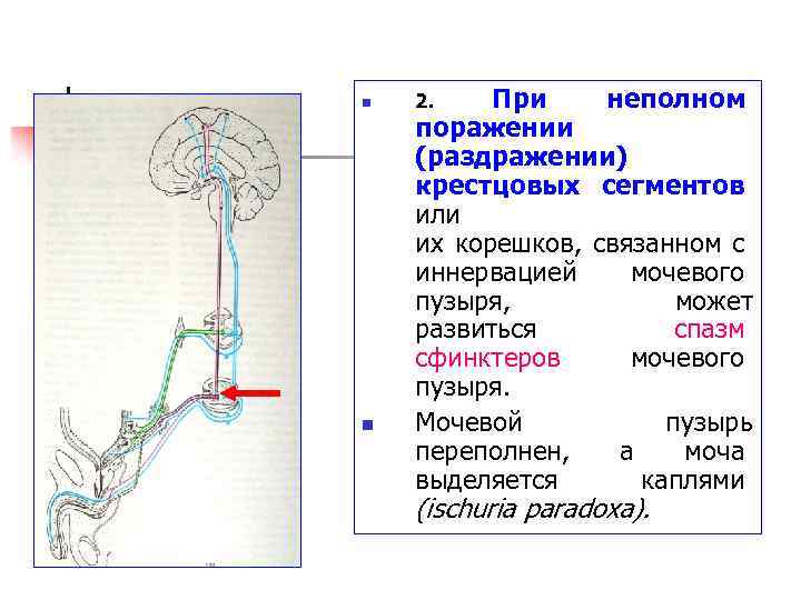 Схема иннервации мочевого пузыря