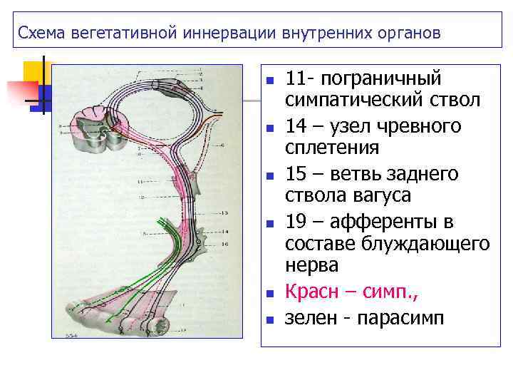 Схема вегетативной иннервации внутренних органов n n n 11 пограничный симпатический ствол 14 –