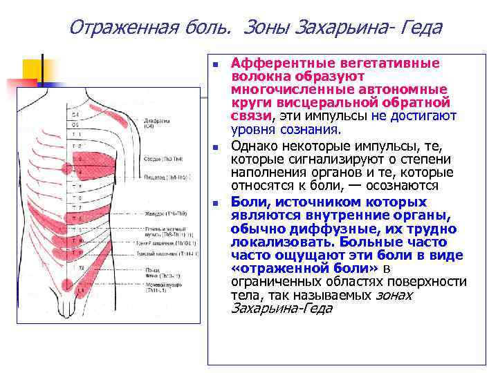 Отраженная боль. Зоны Захарьина- Геда n n n Афферентные вегетативные волокна образуют многочисленные автономные