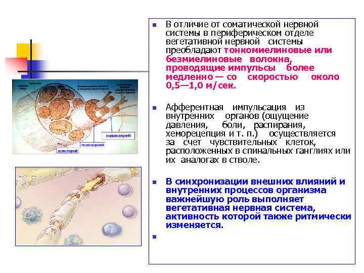 n n В отличие от соматической нервной системы в периферическом отделе вегетативной нервной системы