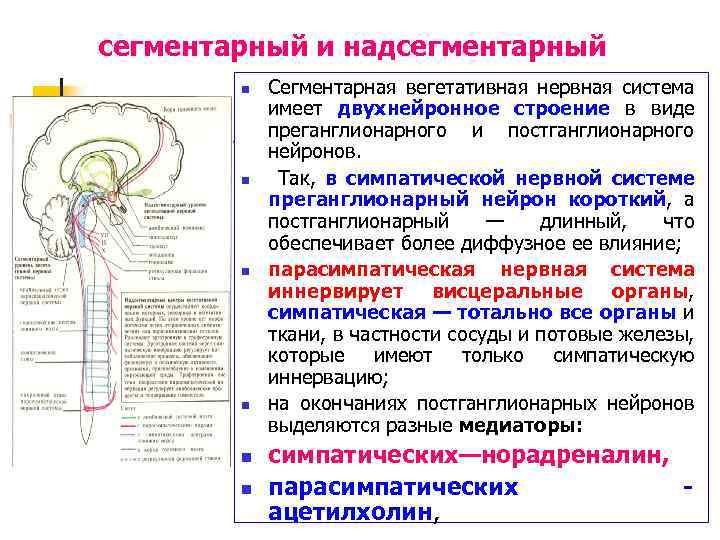 Презентация вегетативная нервная система неврология