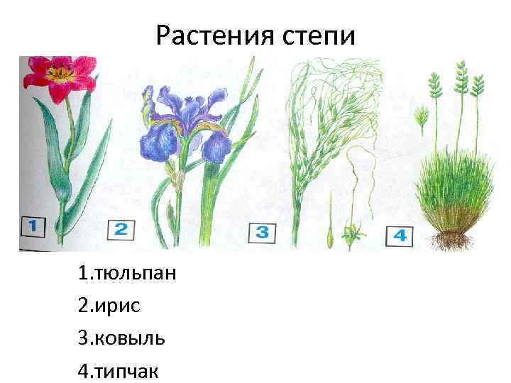 Животные и растения степи рисунок