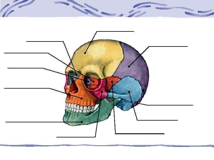 Скелет черепа биология. Биология 8 класс скелет головы и туловища. Скелет головы 8 класс биология. Строение скелета головы туловища и конечностей. Биология 8 класс рис. Скелет головы и туловища.
