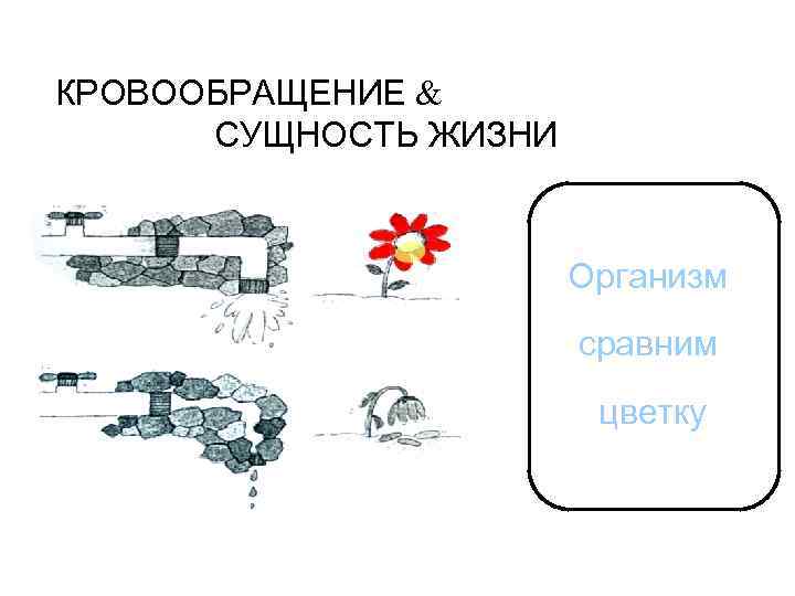 КРОВООБРАЩЕНИЕ & СУЩНОСТЬ ЖИЗНИ Организм сравним цветку 