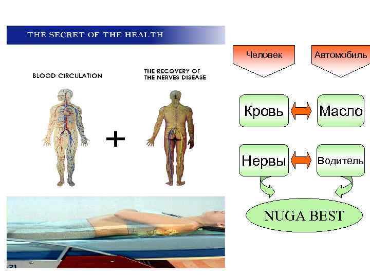 Человек Автомобиль Кровь Масло Нервы Водитель NUGA BEST 