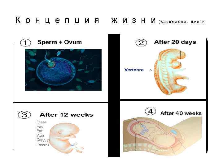 К о н ц е п ц и я ж и з н и