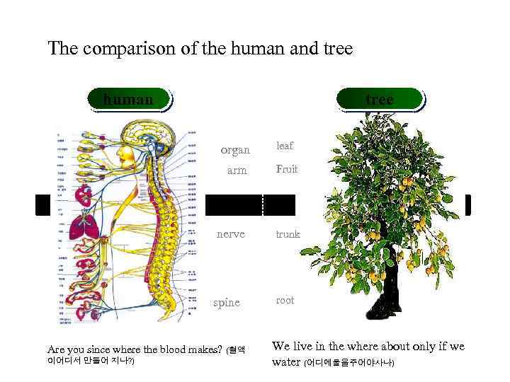 The comparison of the human and tree human tree organ leaf arm Fruit nerve