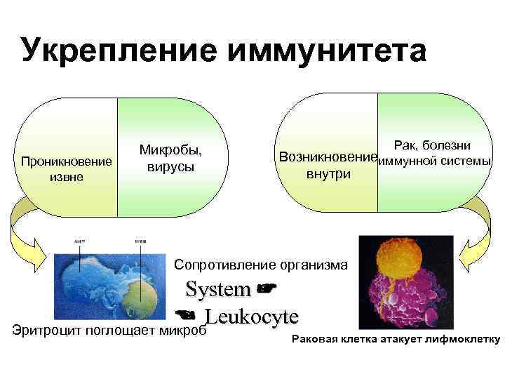 Укрепление иммунитета Проникновение извне Микробы, вирусы Рак, болезни Возникновениеиммунной системы внутри Сопротивление организма System