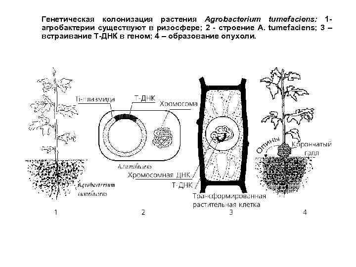 Генетическая колонизация растения Agrobacterium tumefaciens: 1 агробактерии существуют в ризосфере; 2 - строение A.