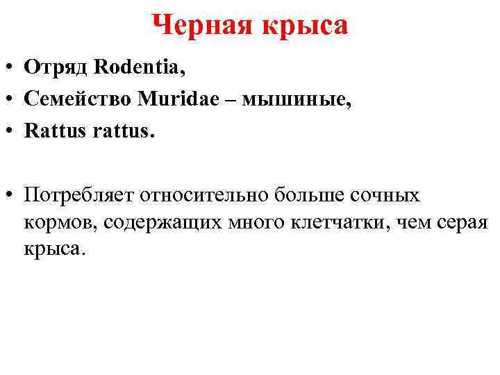 Черная крыса • Отряд Rodentia, • Семейство Muridae – мышиные, • Rattus rattus. •