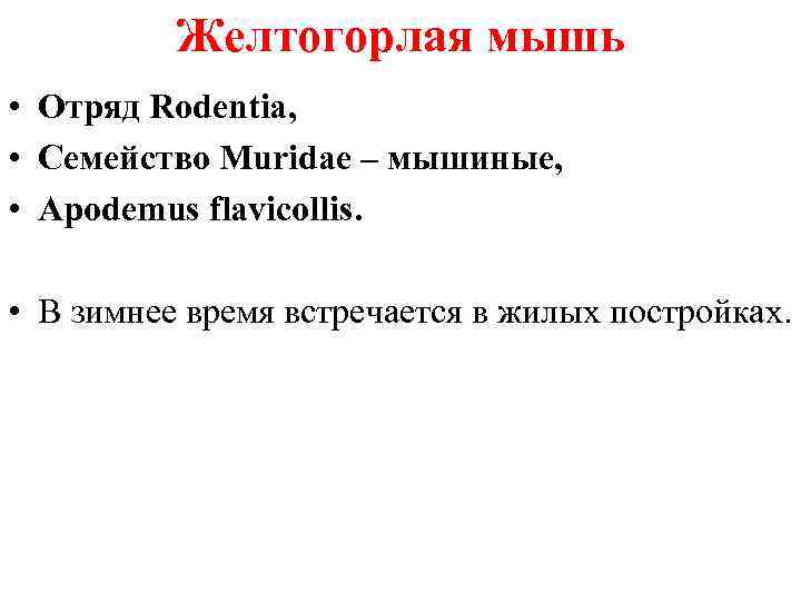 Желтогорлая мышь • Отряд Rodentia, • Семейство Muridae – мышиные, • Apodemus flavicollis. •