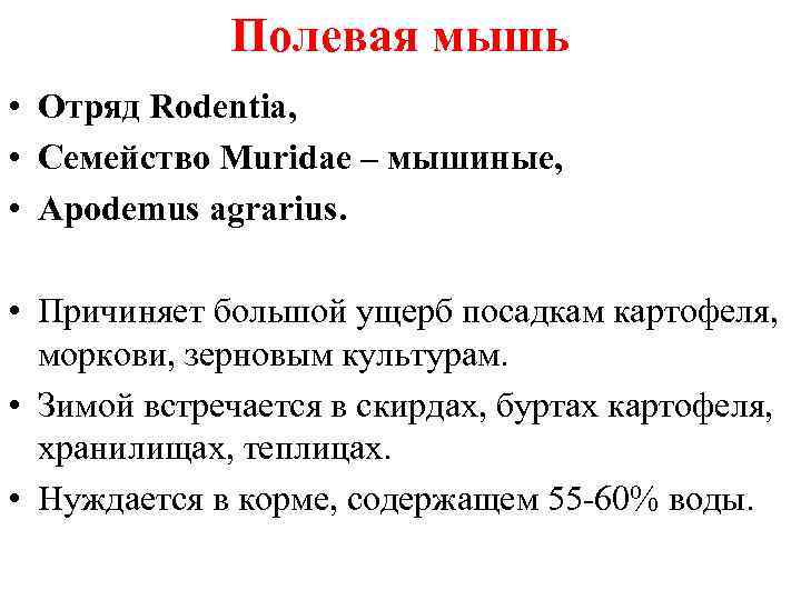 Полевая мышь • Отряд Rodentia, • Семейство Muridae – мышиные, • Apodemus agrarius. •