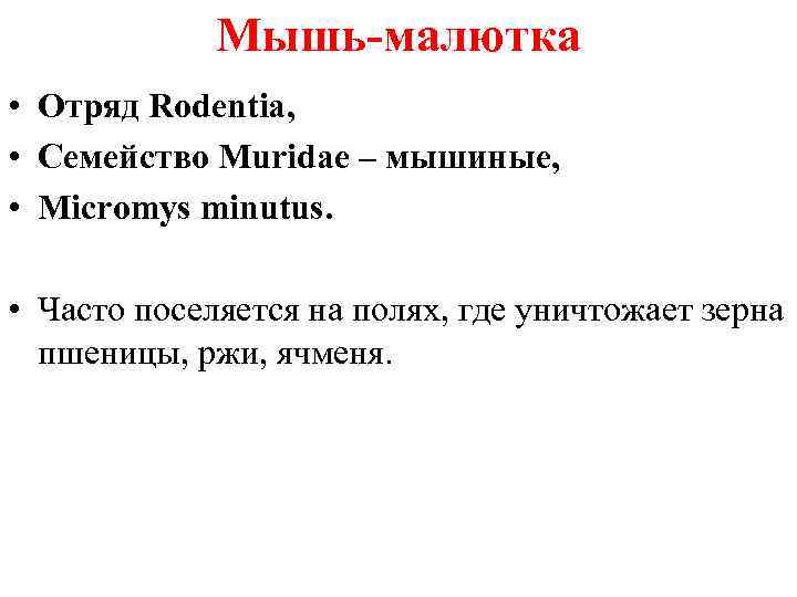 Мышь-малютка • Отряд Rodentia, • Семейство Muridae – мышиные, • Micromys minutus. • Часто