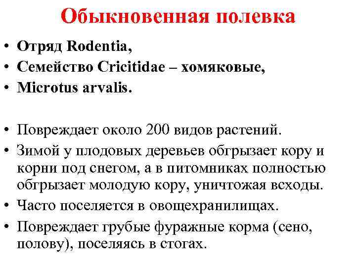 Обыкновенная полевка • Отряд Rodentia, • Семейство Cricitidae – хомяковые, • Microtus arvalis. •