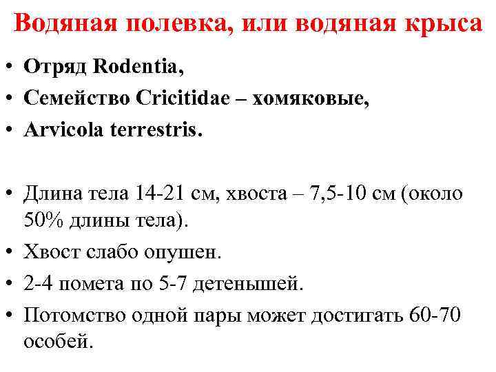 Водяная полевка, или водяная крыса • Отряд Rodentia, • Семейство Cricitidae – хомяковые, •