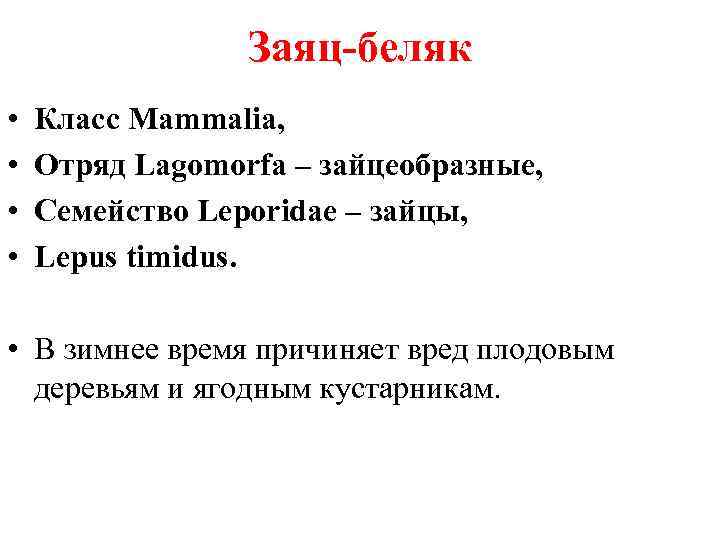 Заяц-беляк • • Класс Mammalia, Отряд Lagomorfa – зайцеобразные, Семейство Leporidae – зайцы, Lepus