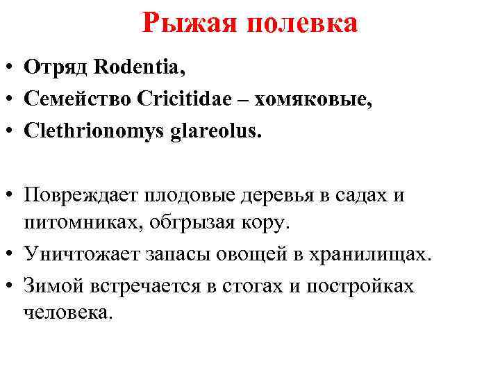 Рыжая полевка • Отряд Rodentia, • Семейство Cricitidae – хомяковые, • Clethrionomys glareolus. •