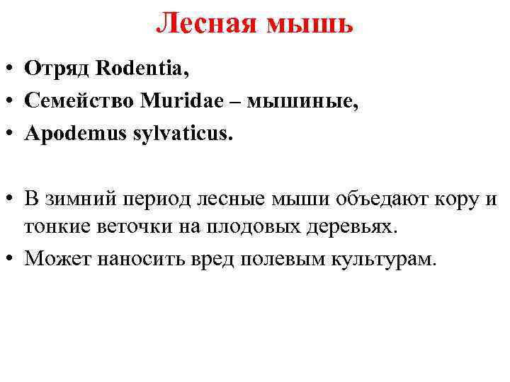 Лесная мышь • Отряд Rodentia, • Семейство Muridae – мышиные, • Apodemus sylvaticus. •