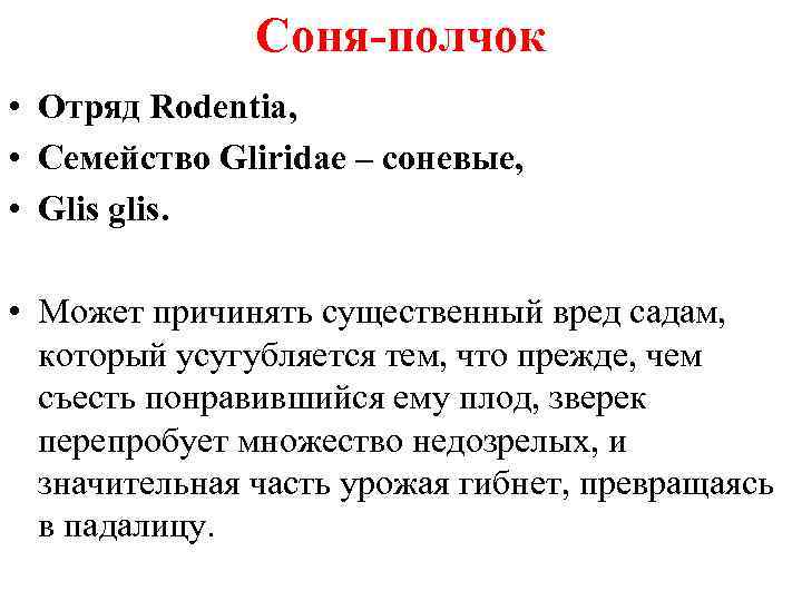 Соня-полчок • Отряд Rodentia, • Семейство Gliridae – соневые, • Glis glis. • Может