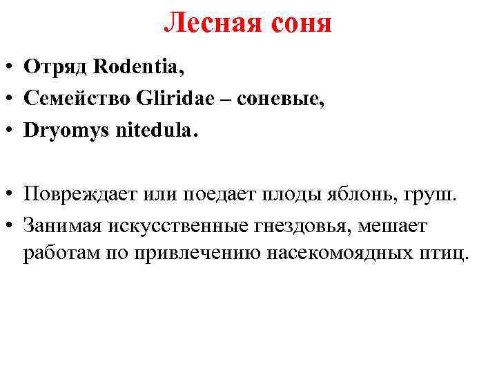 Лесная соня • Отряд Rodentia, • Семейство Gliridae – соневые, • Dryomys nitedula. •