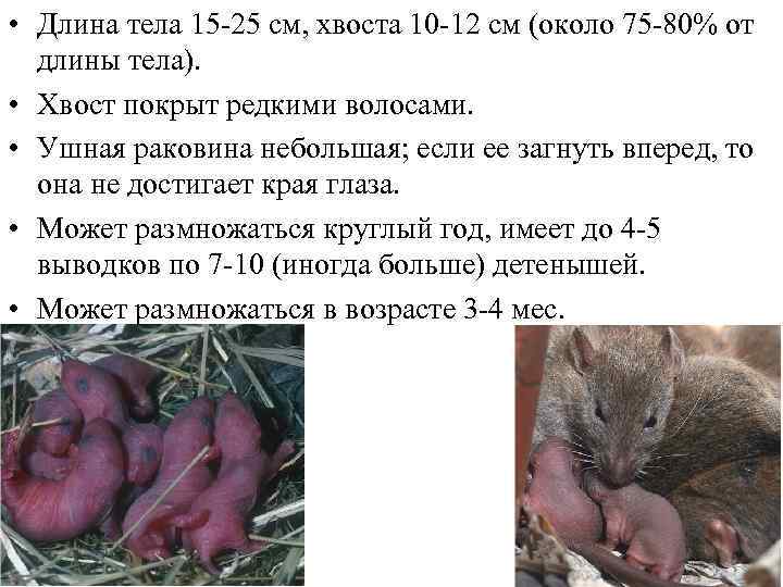  • Длина тела 15 -25 см, хвоста 10 -12 см (около 75 -80%